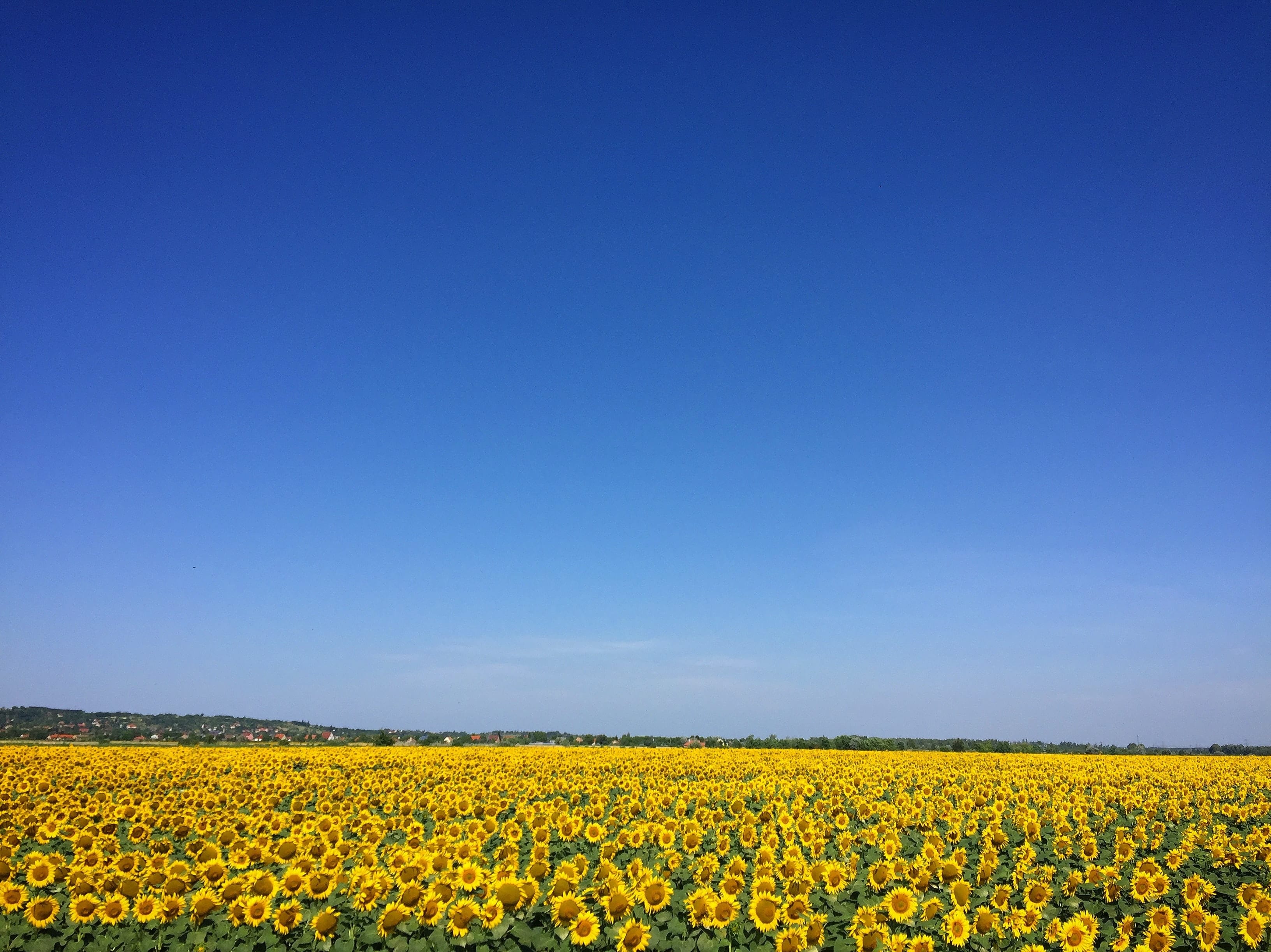 sunflowers-under-sunny-blue-sky