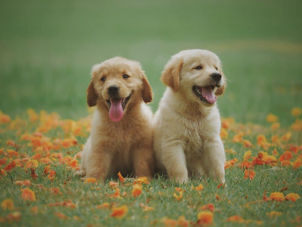 two-labrador-retriever-puppies