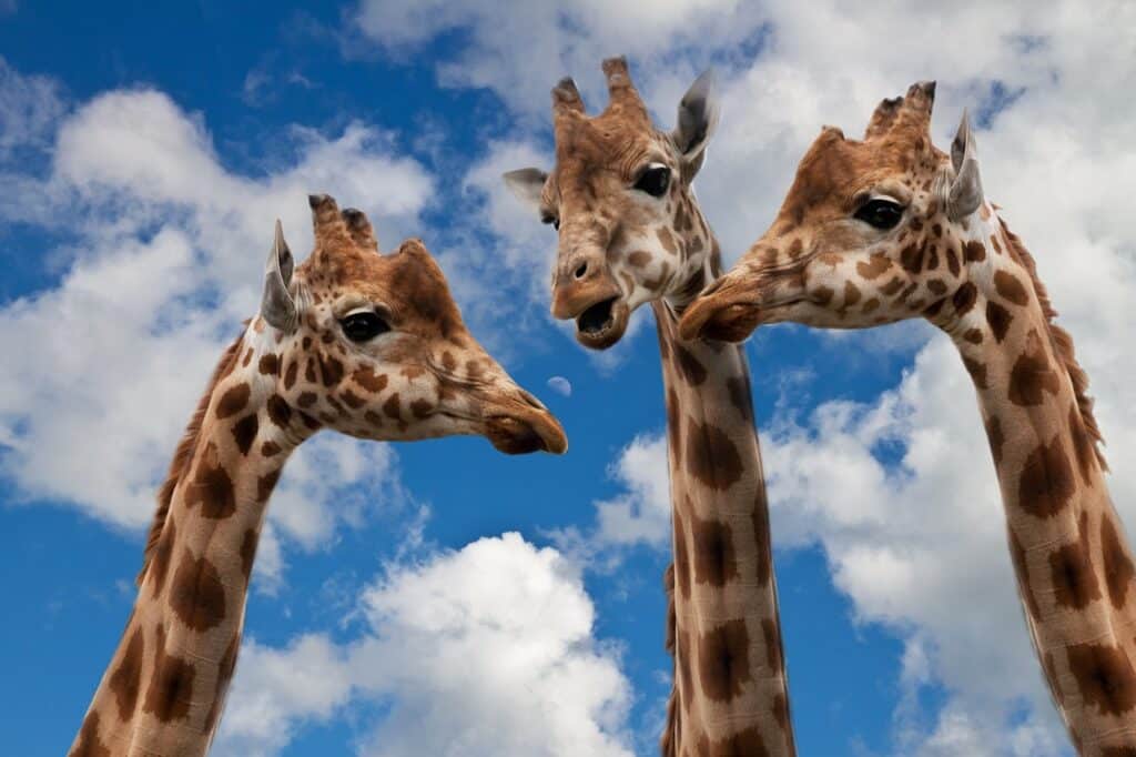 3-giraffes-in-a-discussion