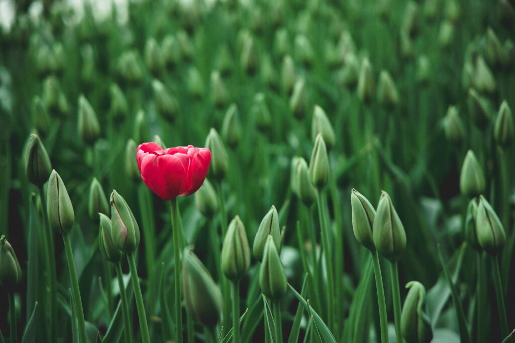 photo-of-a-single-red-tulip-flower-surrounded-by-closed-flower-buds