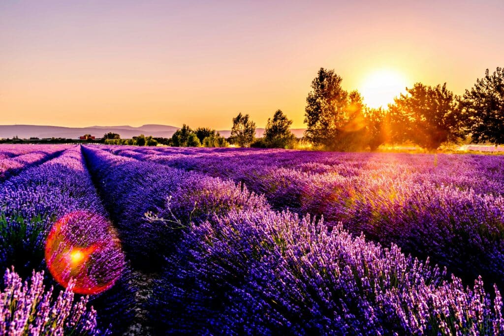lavender-field-in-France