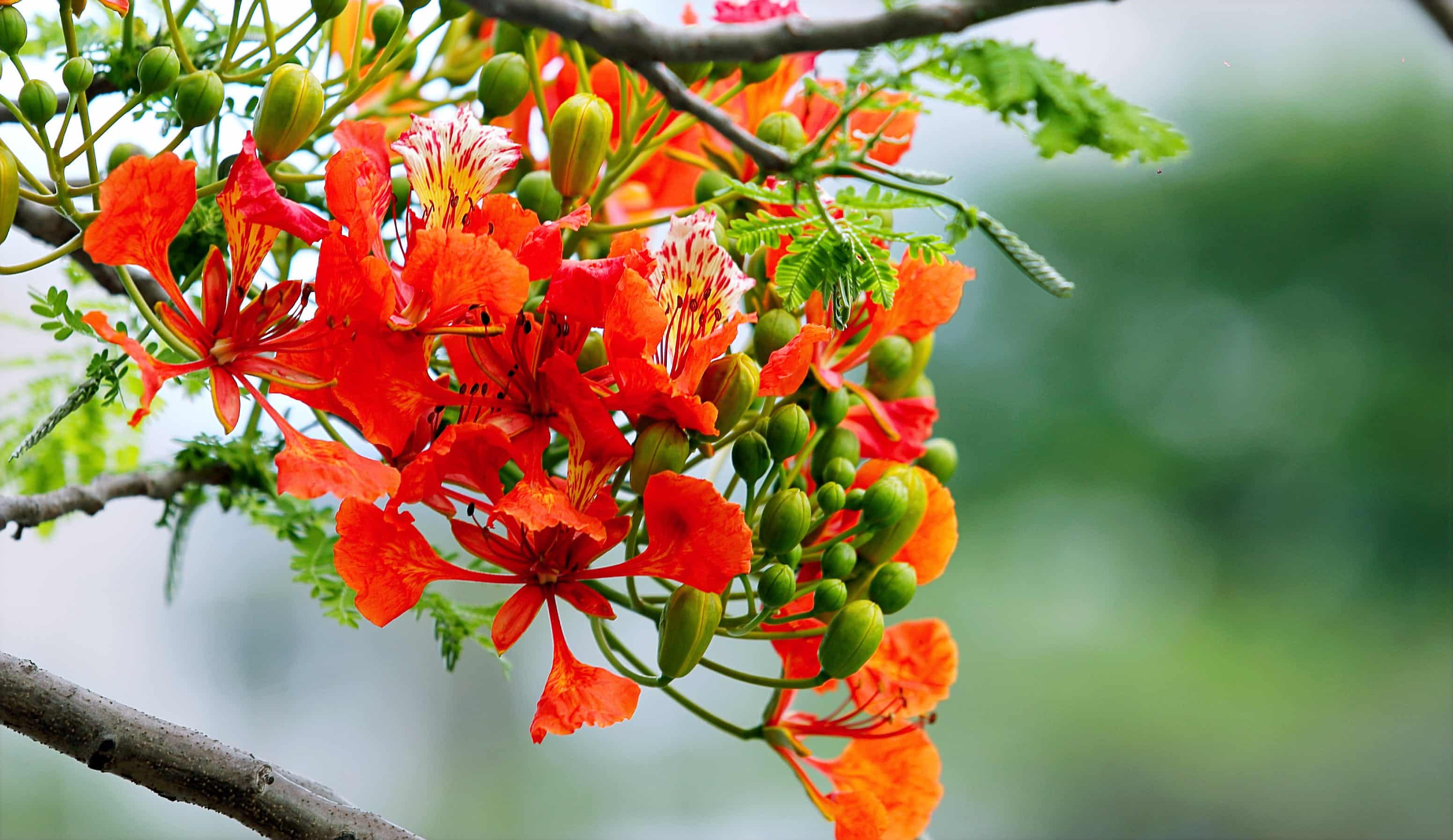 A blossom of orange and red flowers