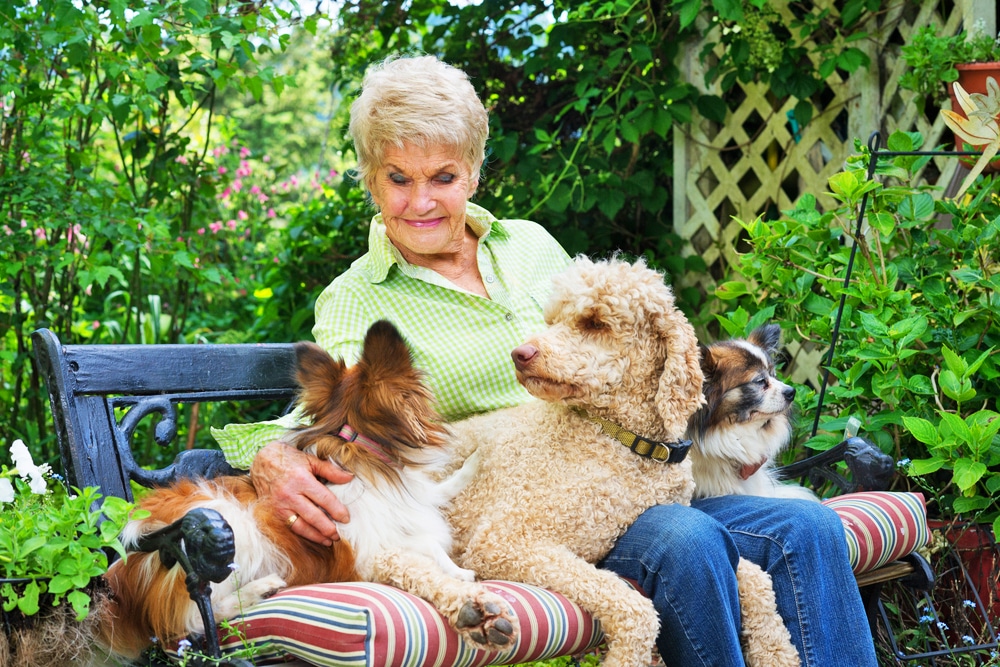 woman-sitting-on-bench-with-three-dogs