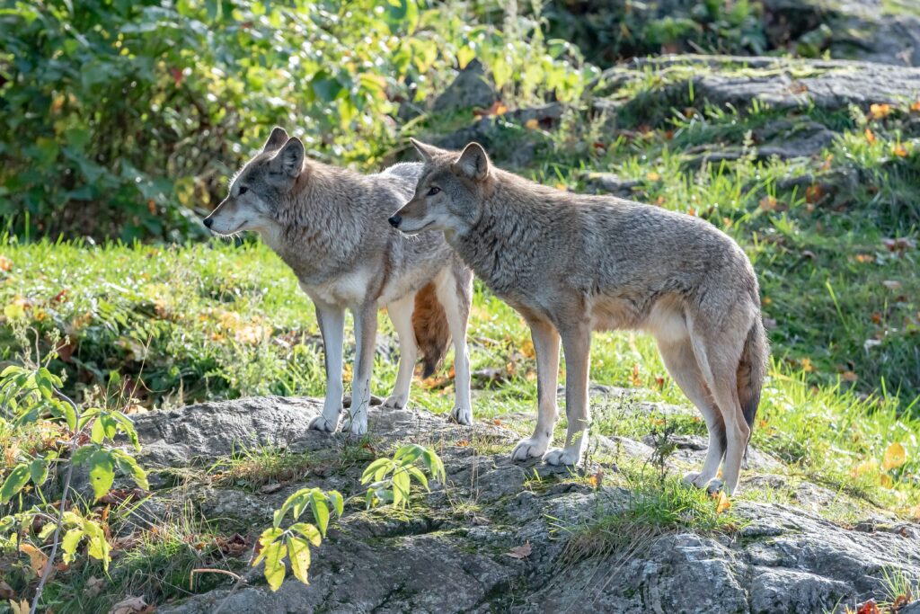 animals-in-german-wolves