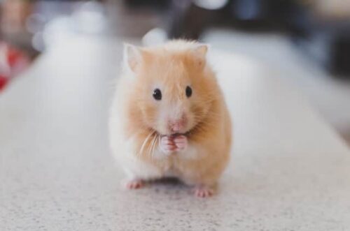hamster standing with its paws next to its mouth