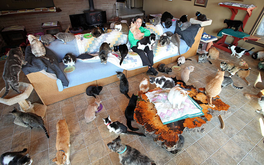 woman-in-a-green-sweater-sitting-on-a-couch-surrounded-by-many-cats
