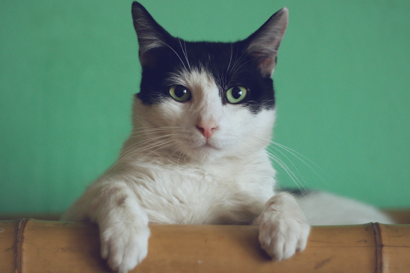 Cat looking at the camera in front of a green background