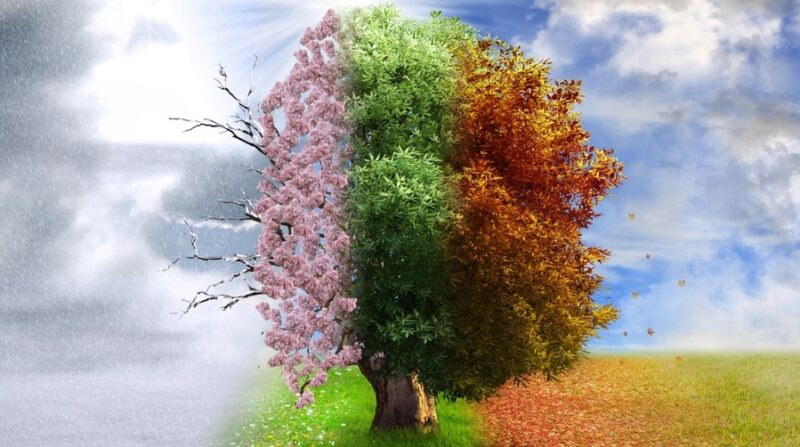 huge tree with three colors pink green and orange with a storm behind it