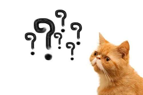 Cat looking at question marks