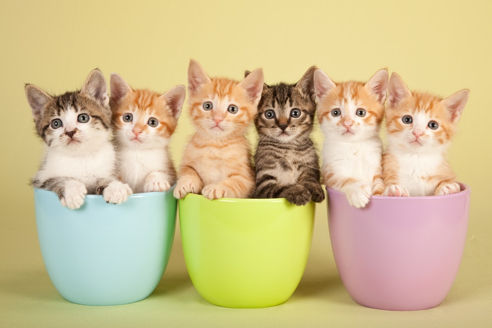 6 kittens in colorful cups