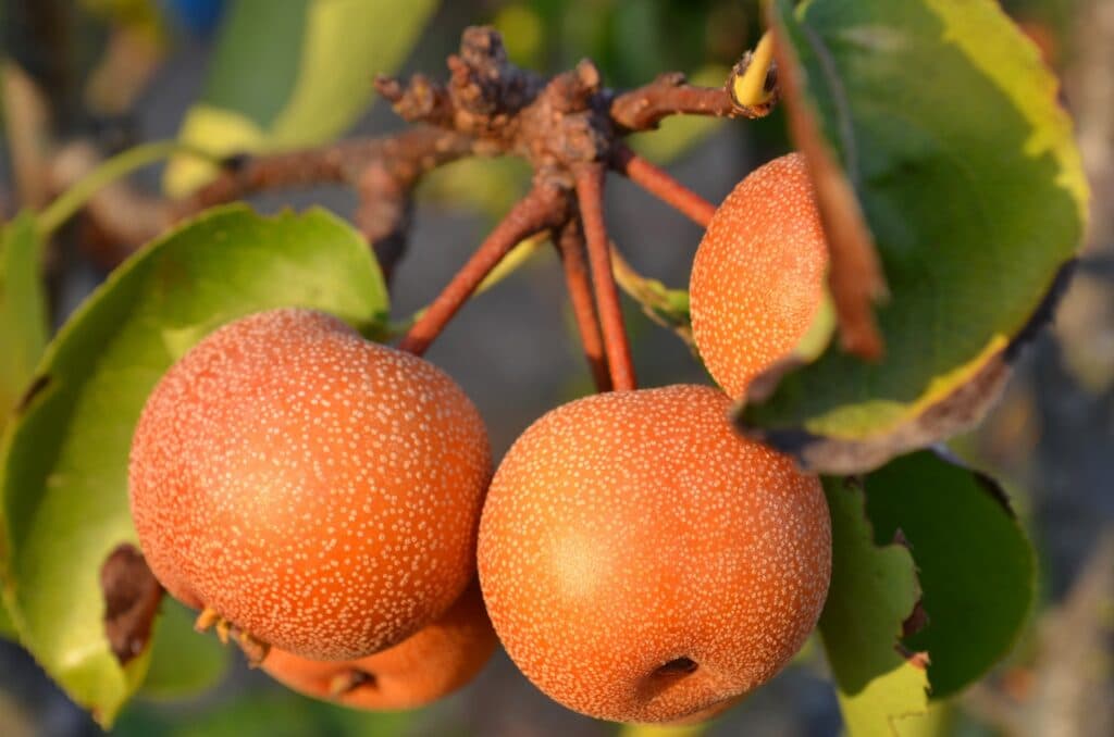 japanese nashi pears