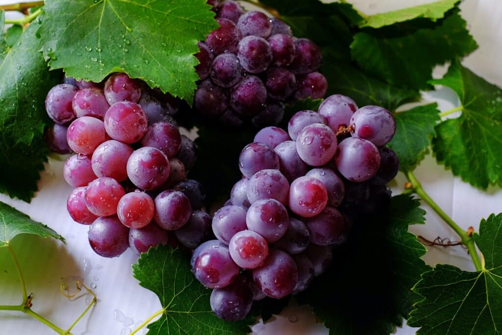 kyoho grapes