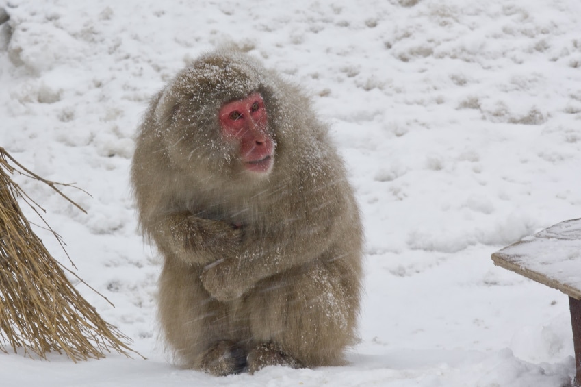 snow monkey in japan