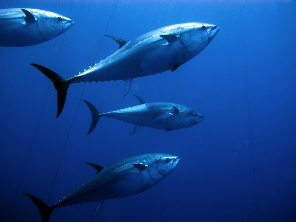 bluefin tuna in japan