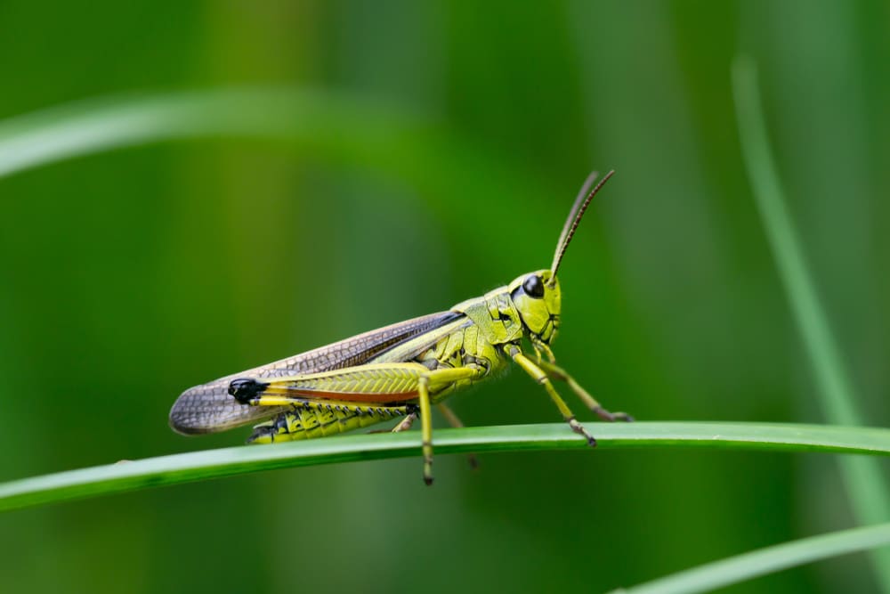 grasshopper in japan