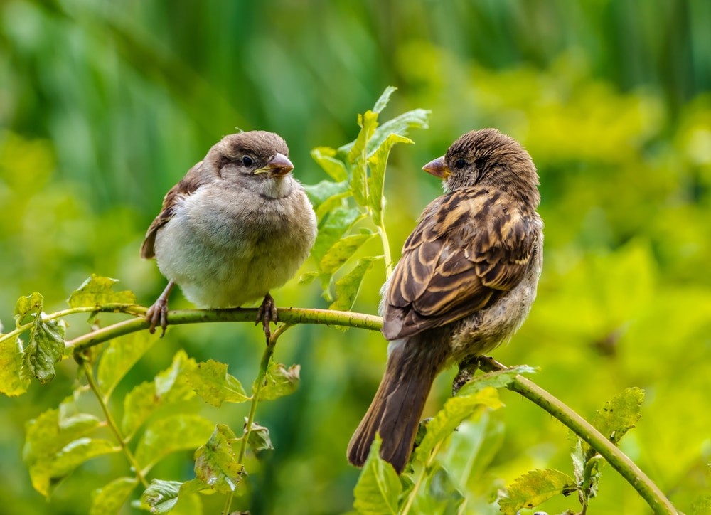 sparrows in japan