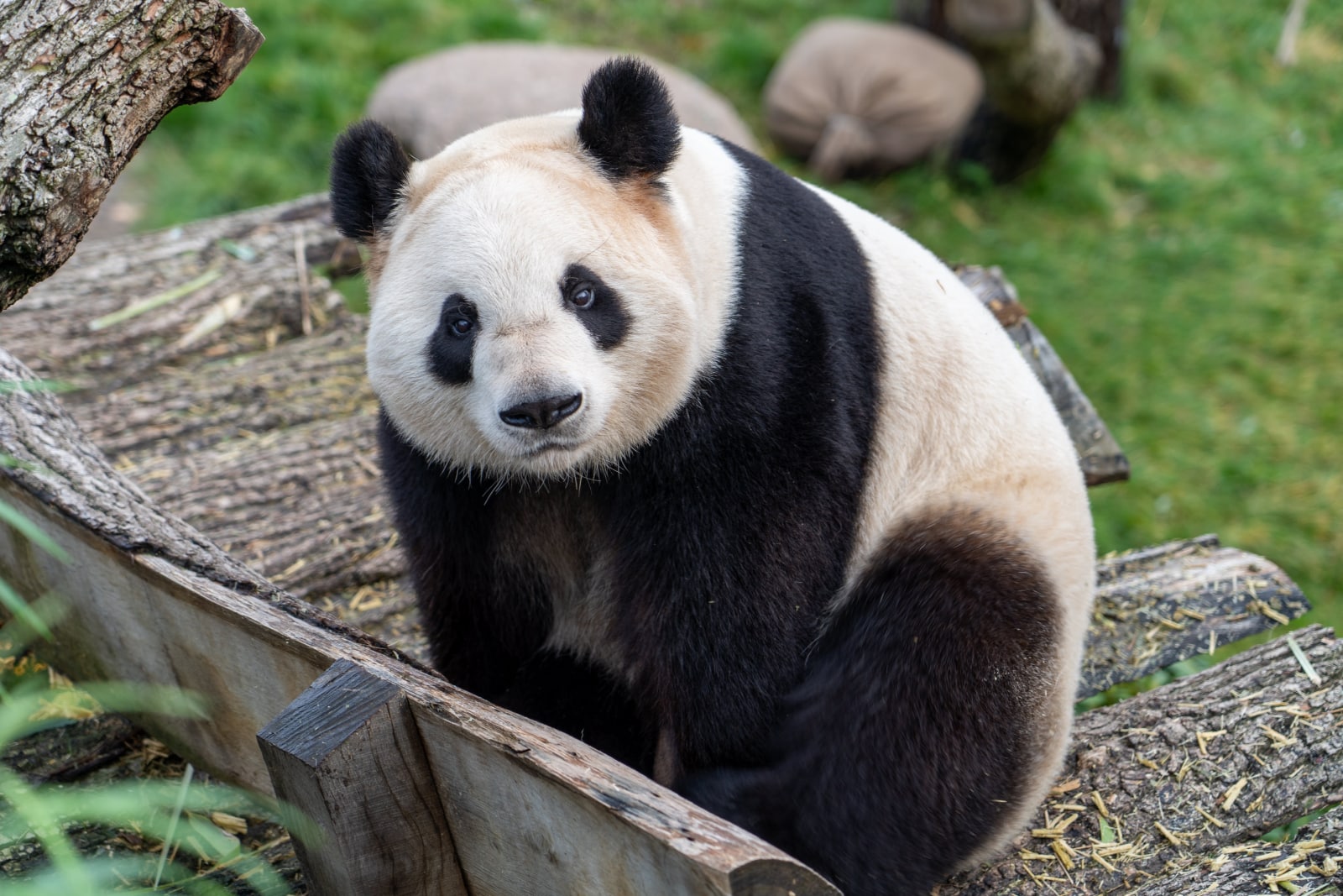 Panda sitting on wood