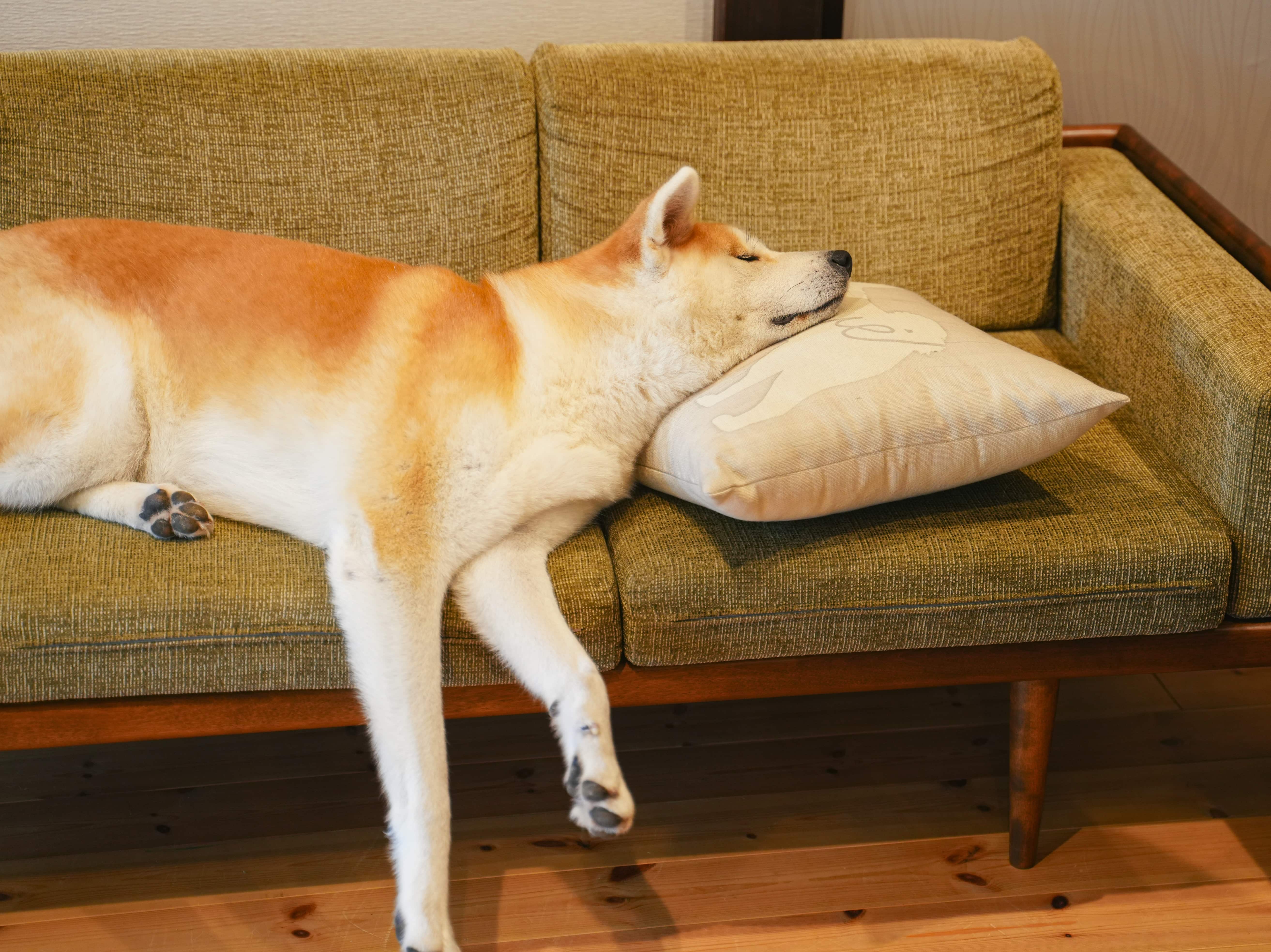 A Shibu Inu taking a nap on the sofa