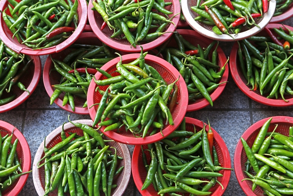 cheongyang chili pepper