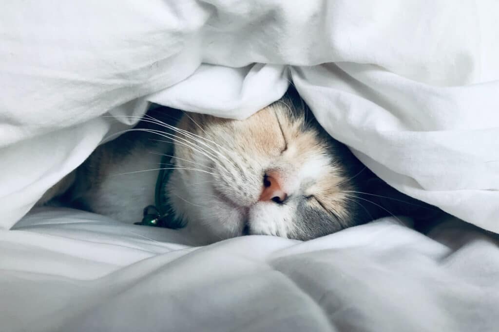 Cat sleeping in white sheets