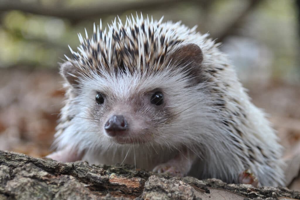 Cute hedgehog sitting on bark