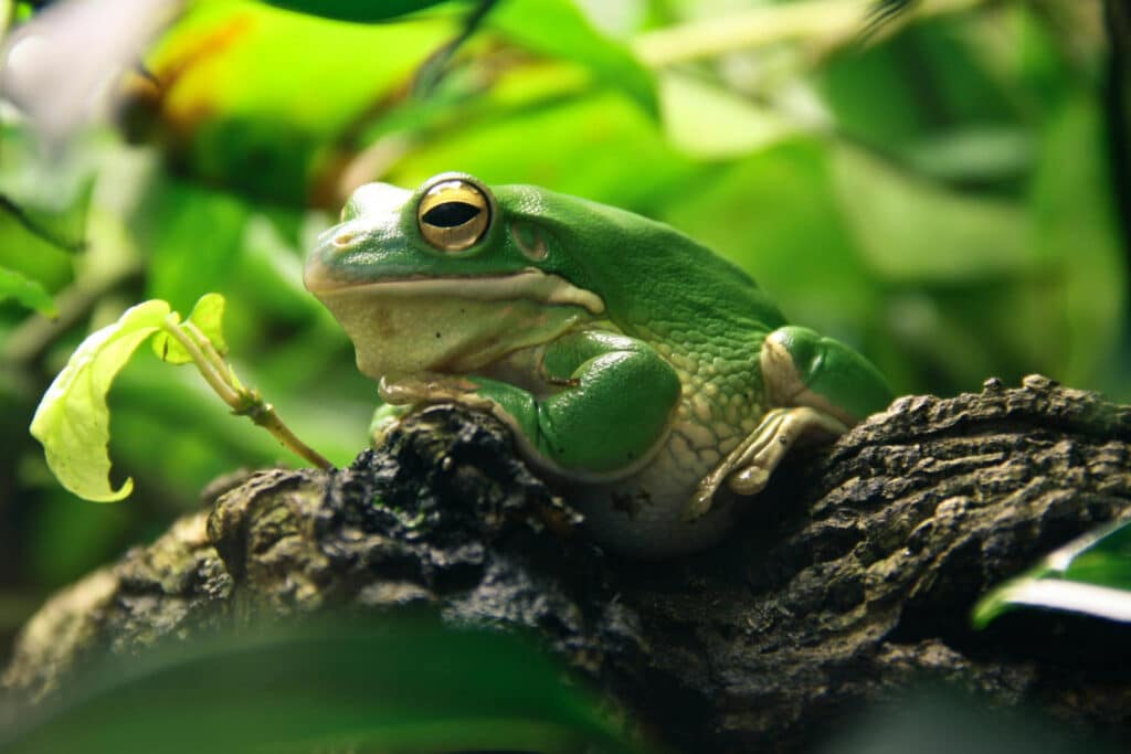Green frog sitting on a tree branch