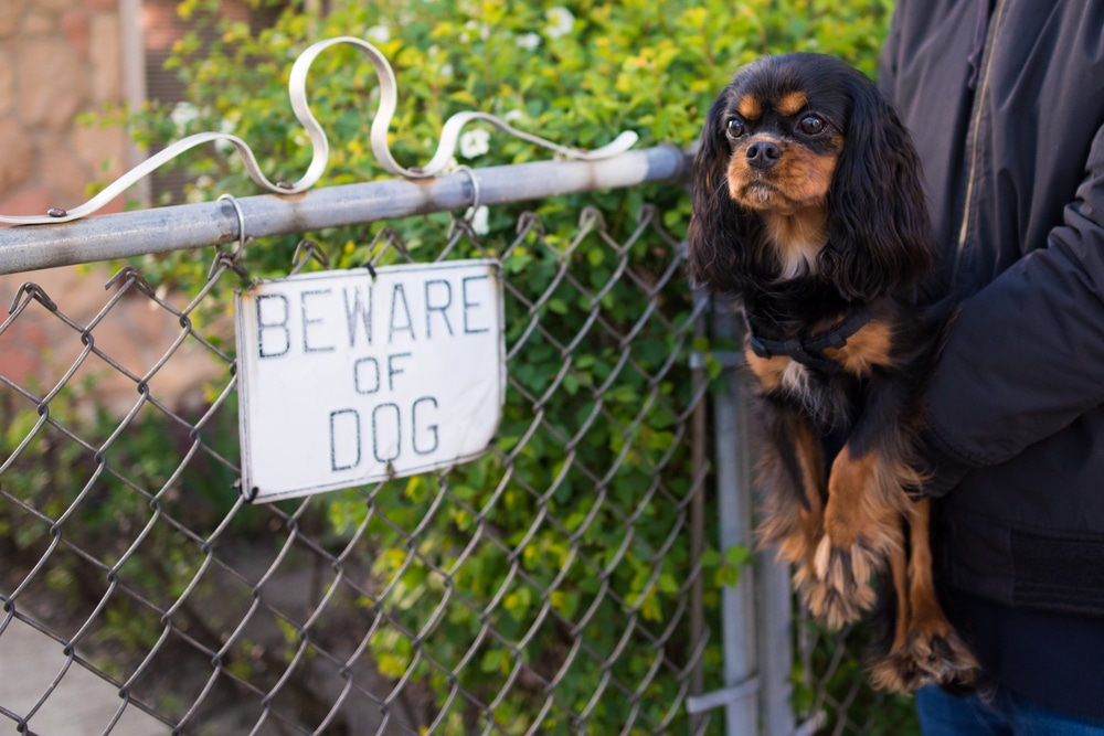 small-dog-with-beware-of-dog-sign