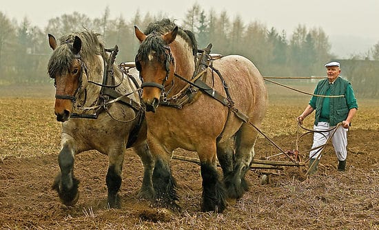an image of two horses and a man plowing the field 