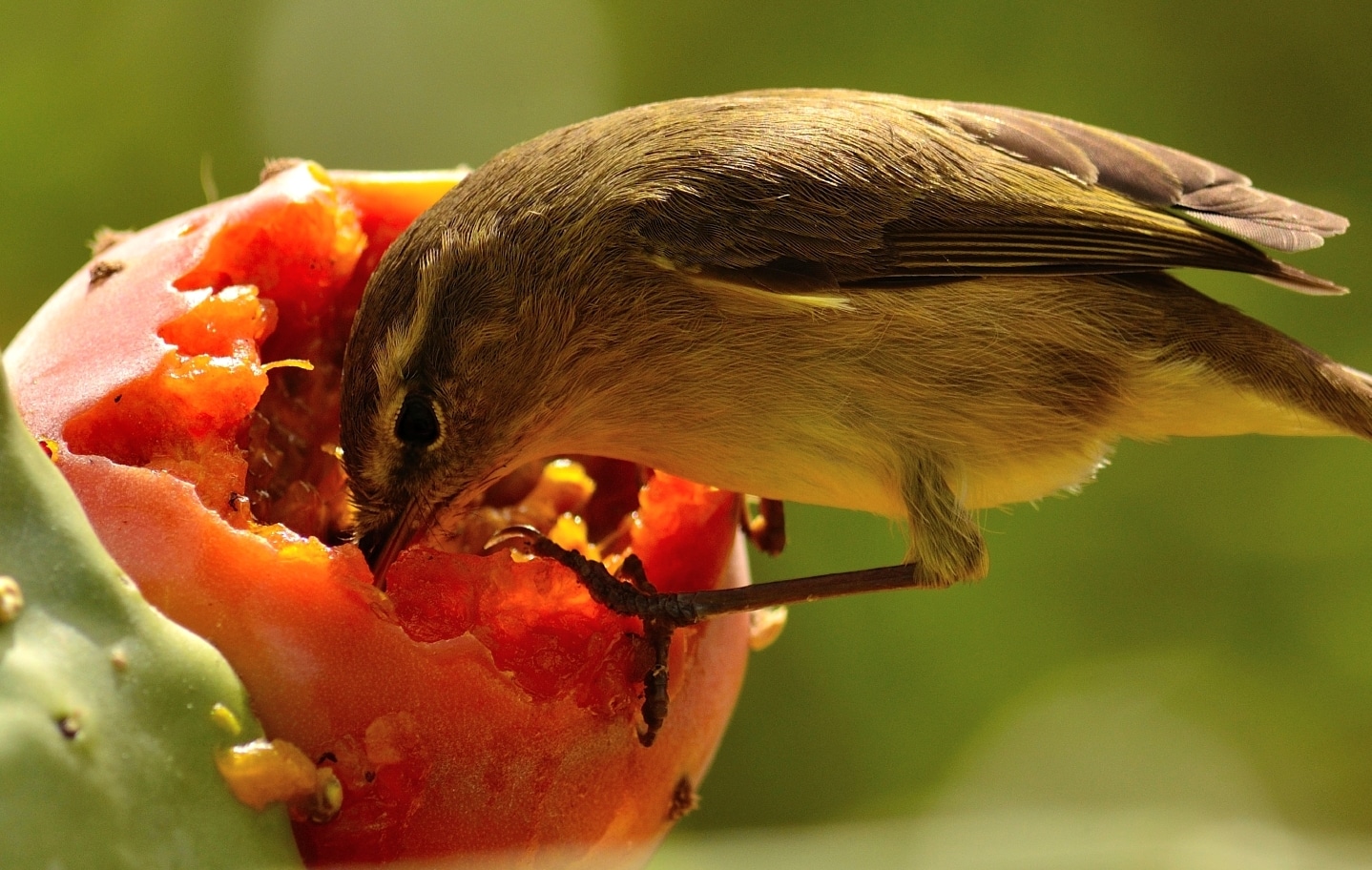 a bird sitting on a fruit