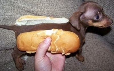a dog in a baguette