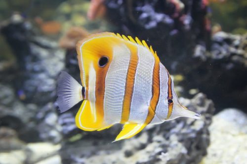 image of a yellow fish 
