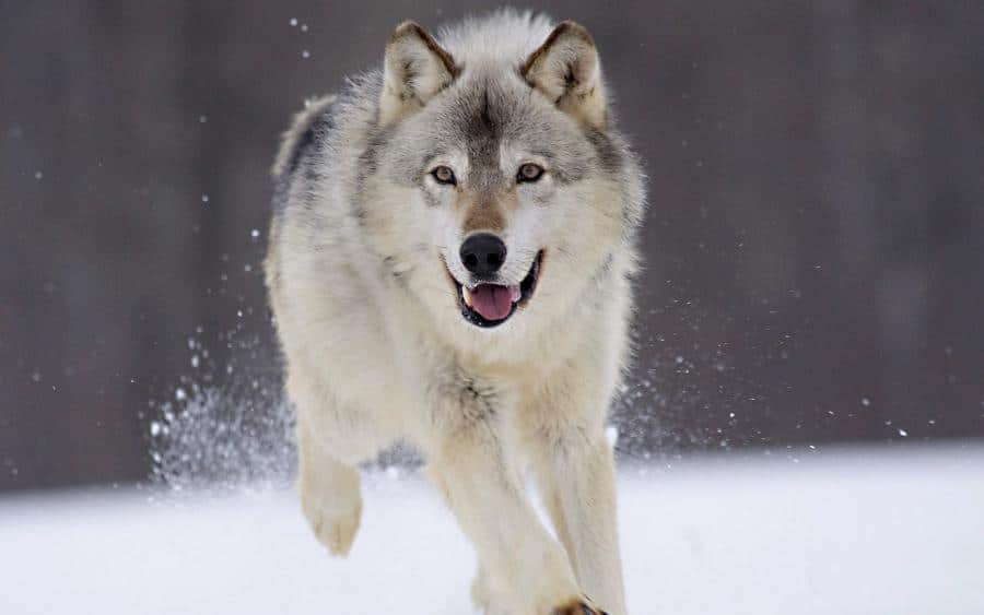 an image of a running wholf 