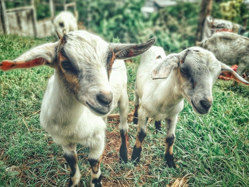 two white goats 