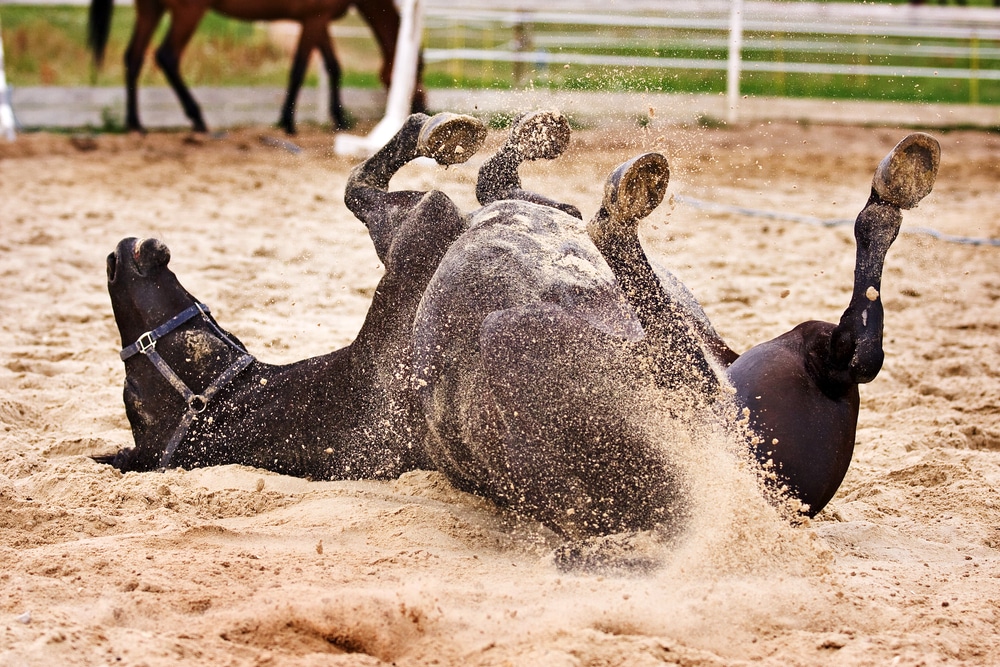 a horse rolling on the ground 
