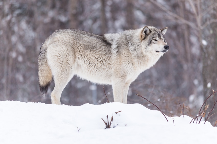 Timber wolf in a winter scene
