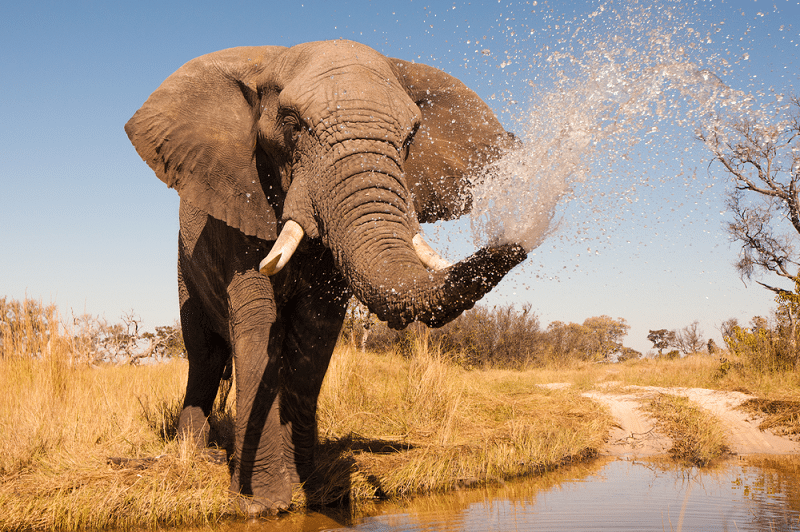 elephant spraying water