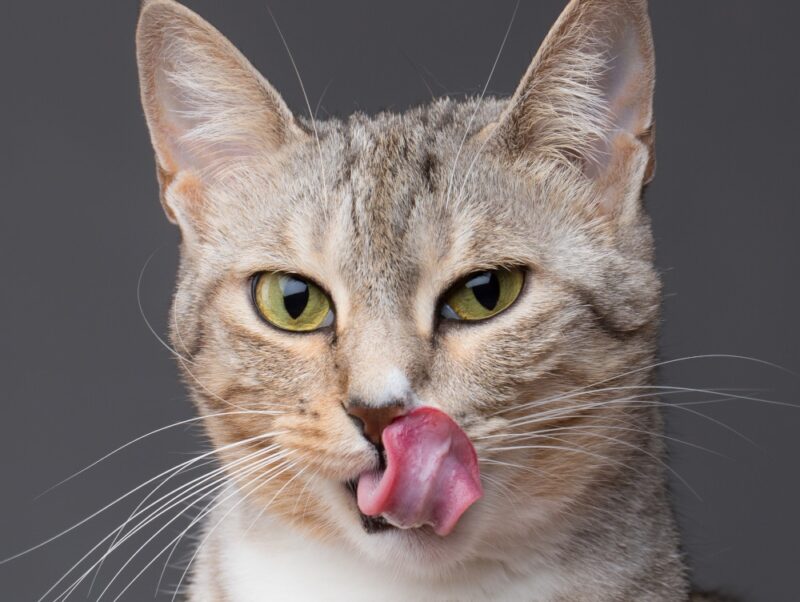 cat smaking her lips and tongue out