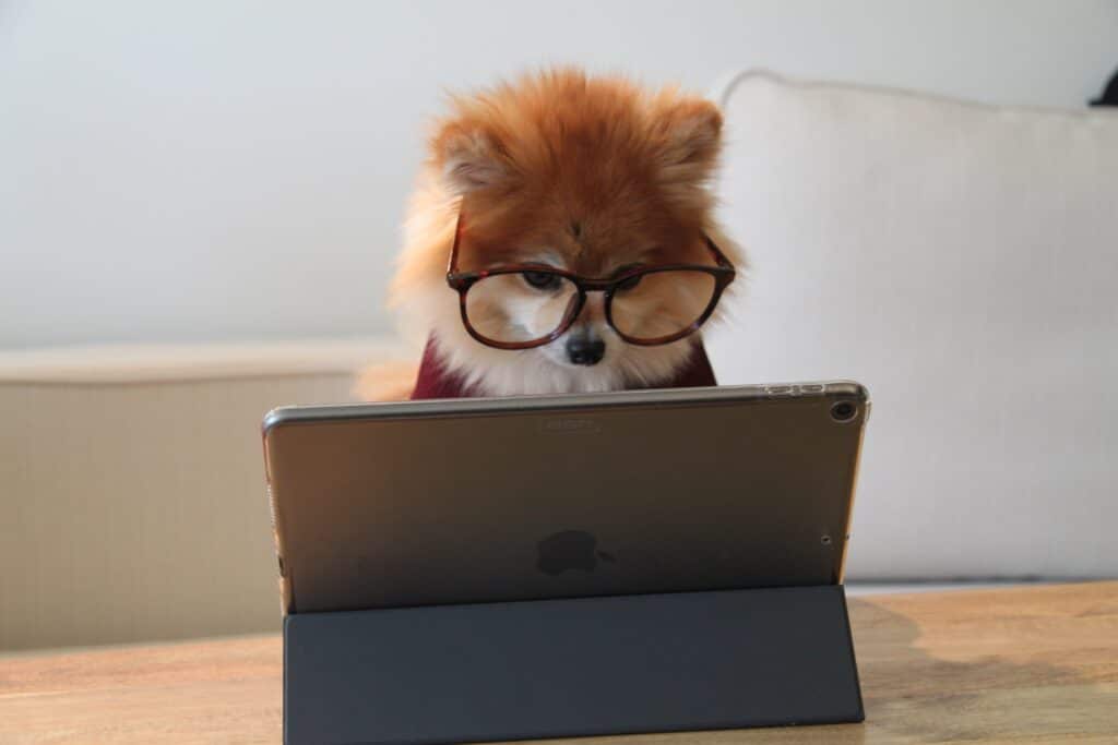 red-and-white-pomeranian-wearing-glasses-looking-at-ipad