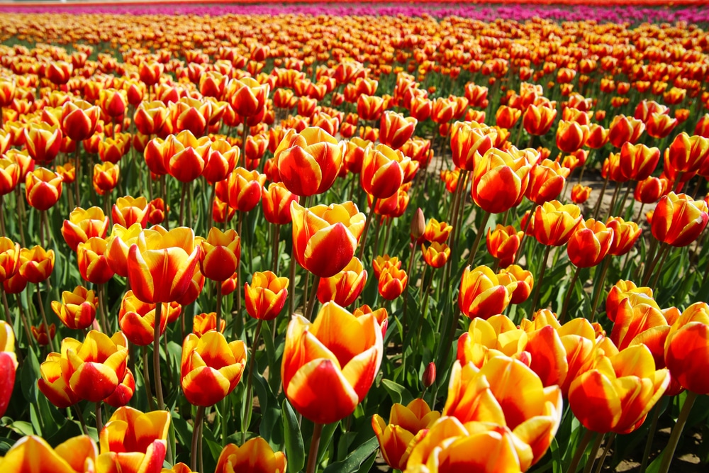 field-of-tulips
