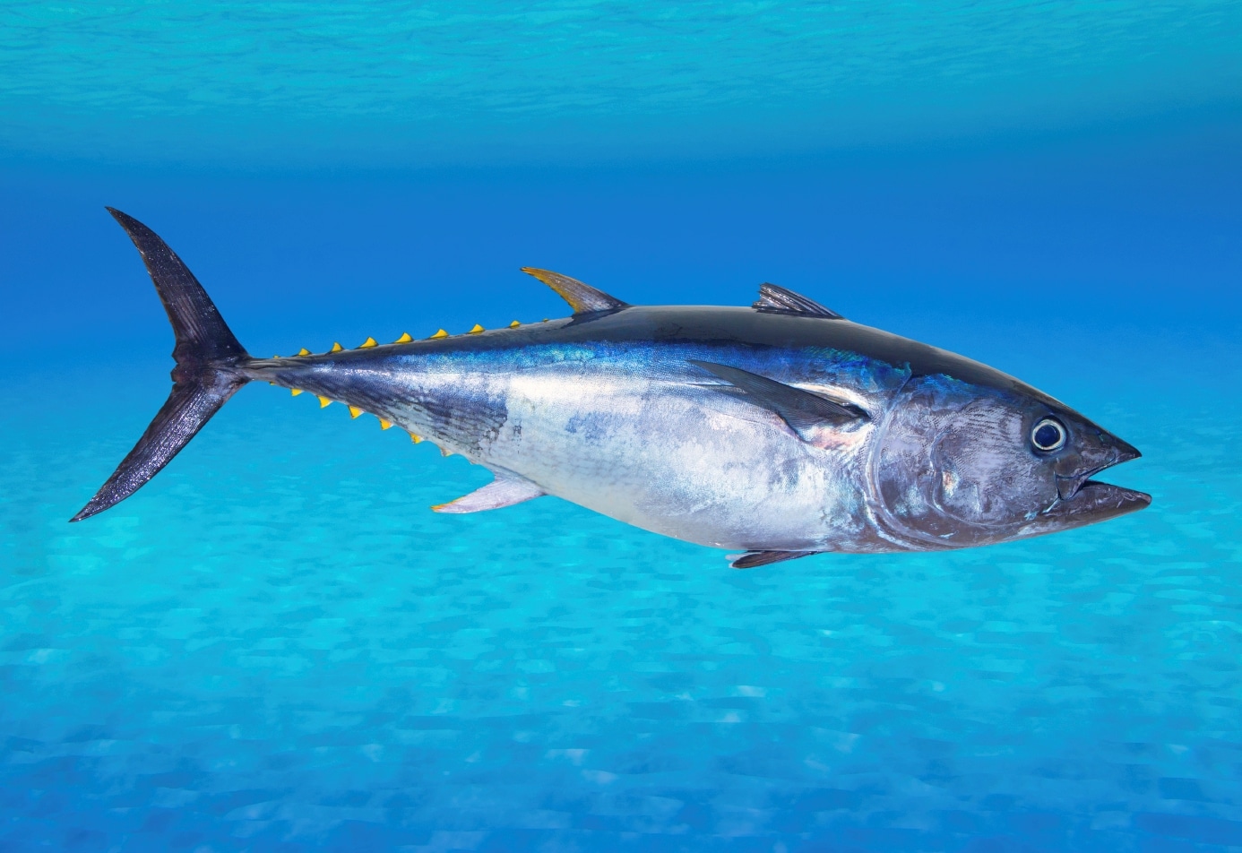 a-tuna-fish