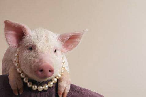 cute pig with wearing a pearl necklace