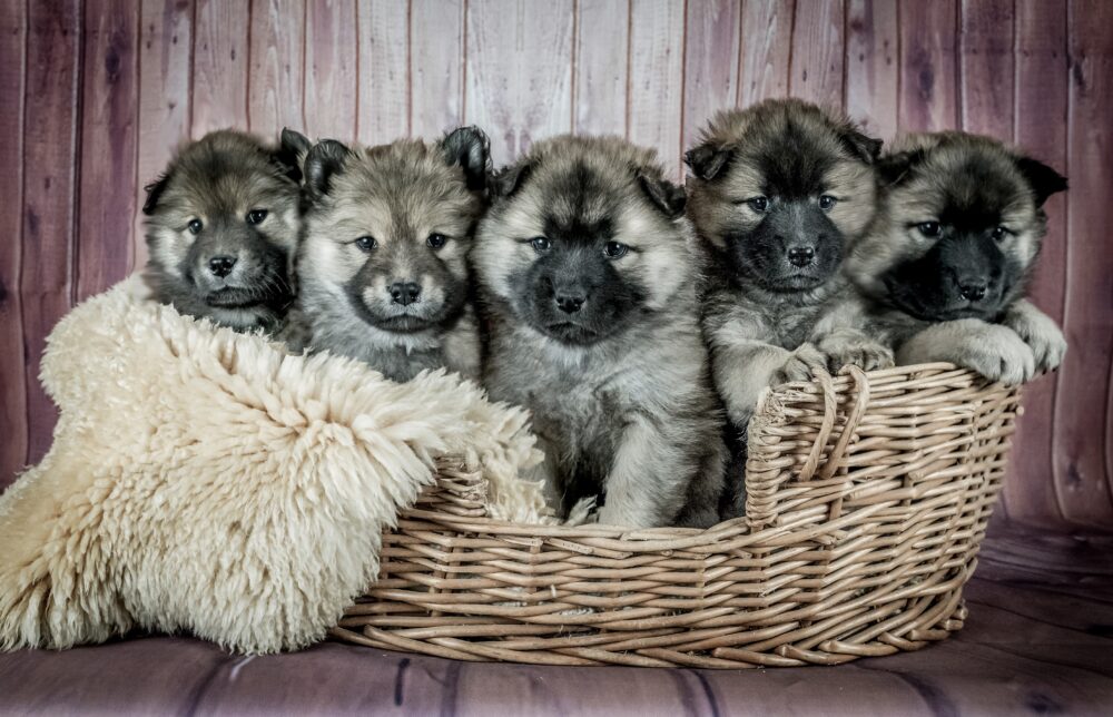 five-puppies-sitting-on-a-blanket-in-a-wicker-basket