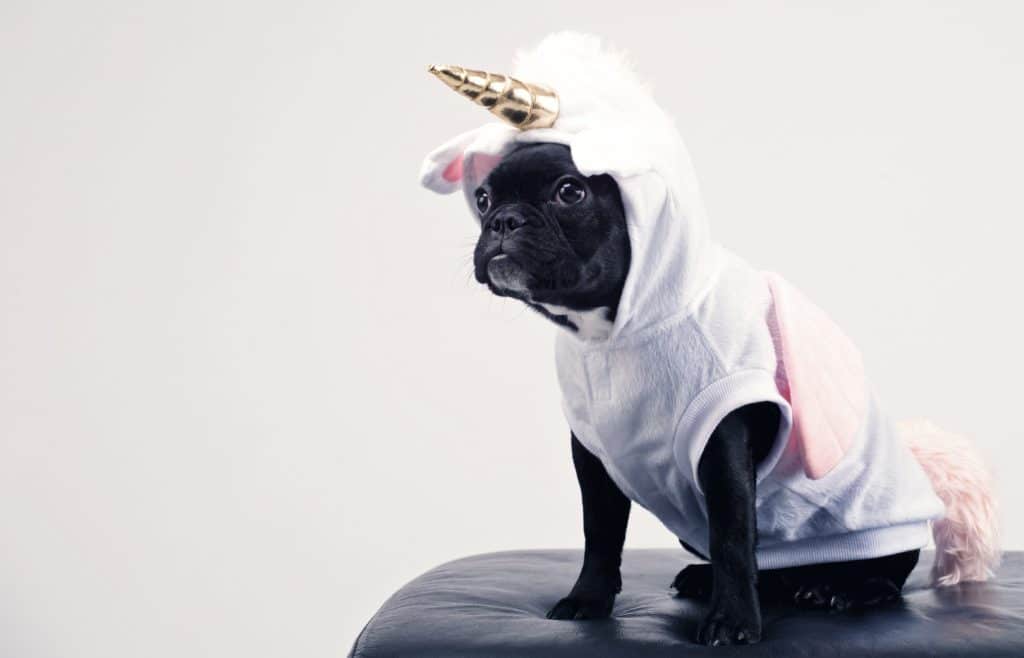 a-pug-sitting-on-a-cushion-in-a-unicorn-outfit