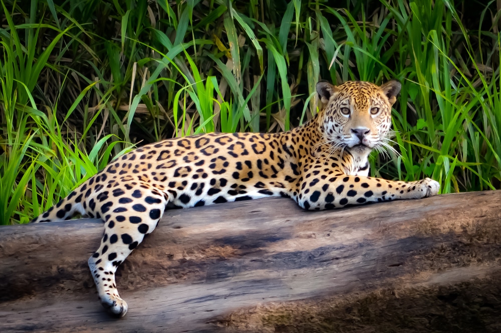 jaguar on tree trunk