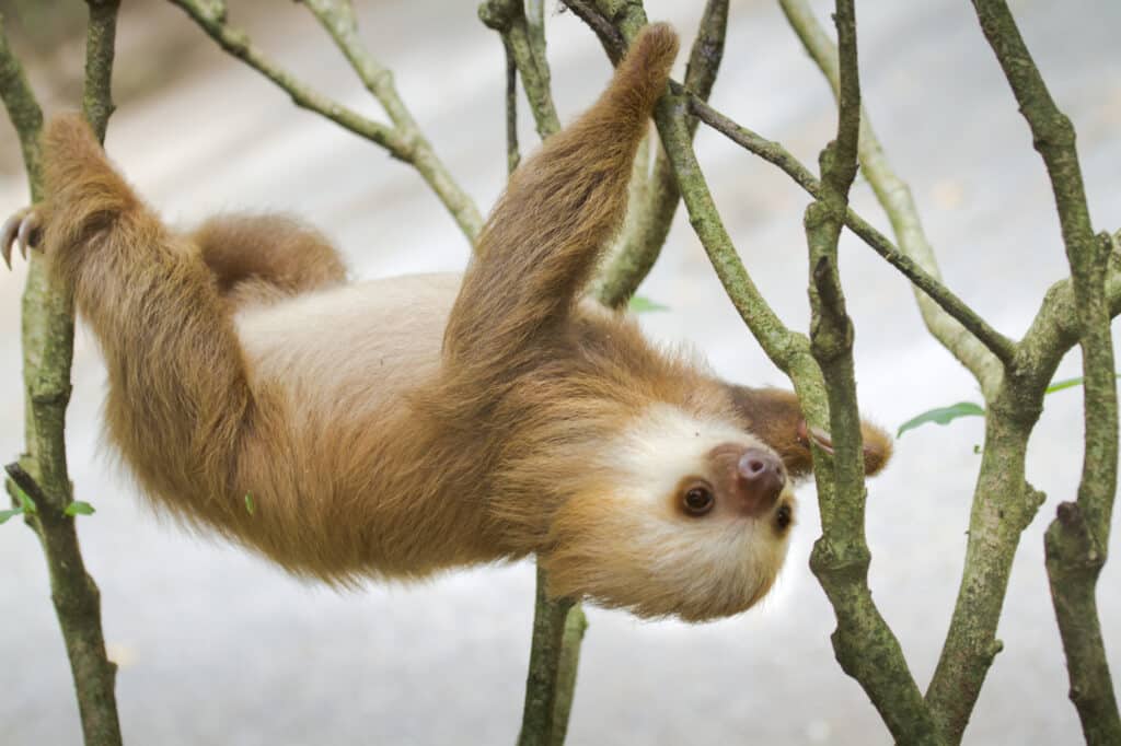 sloth hanging from a tree