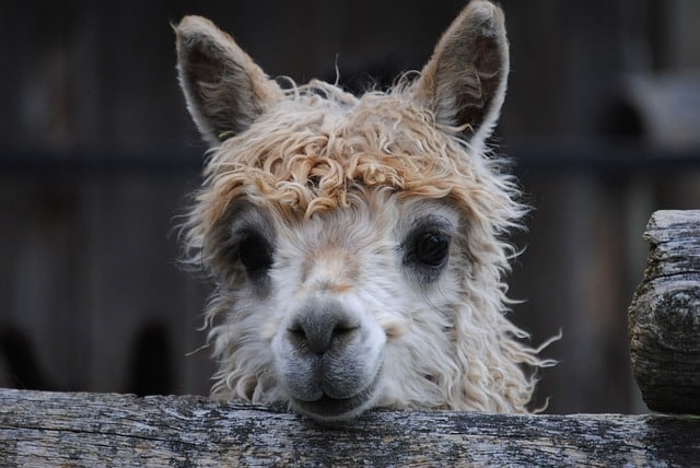 cute-llama-peeking-over-fence