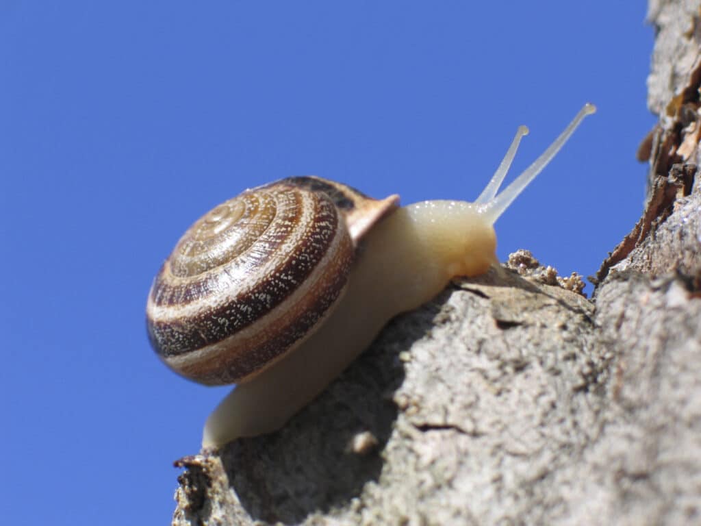 snail climbing up