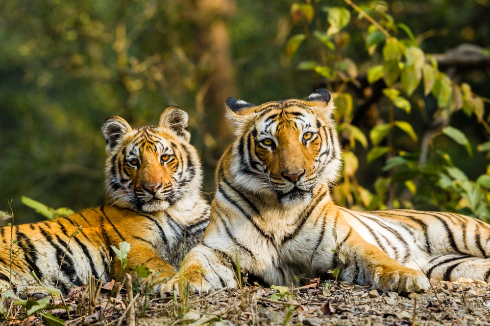 two tigers