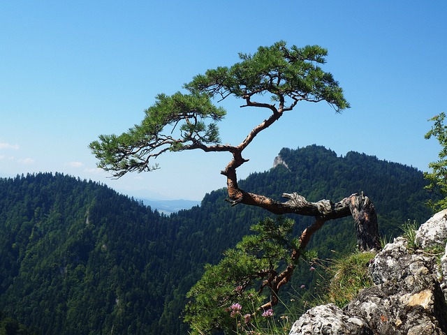Twisted bent pine tree growing on mountainside