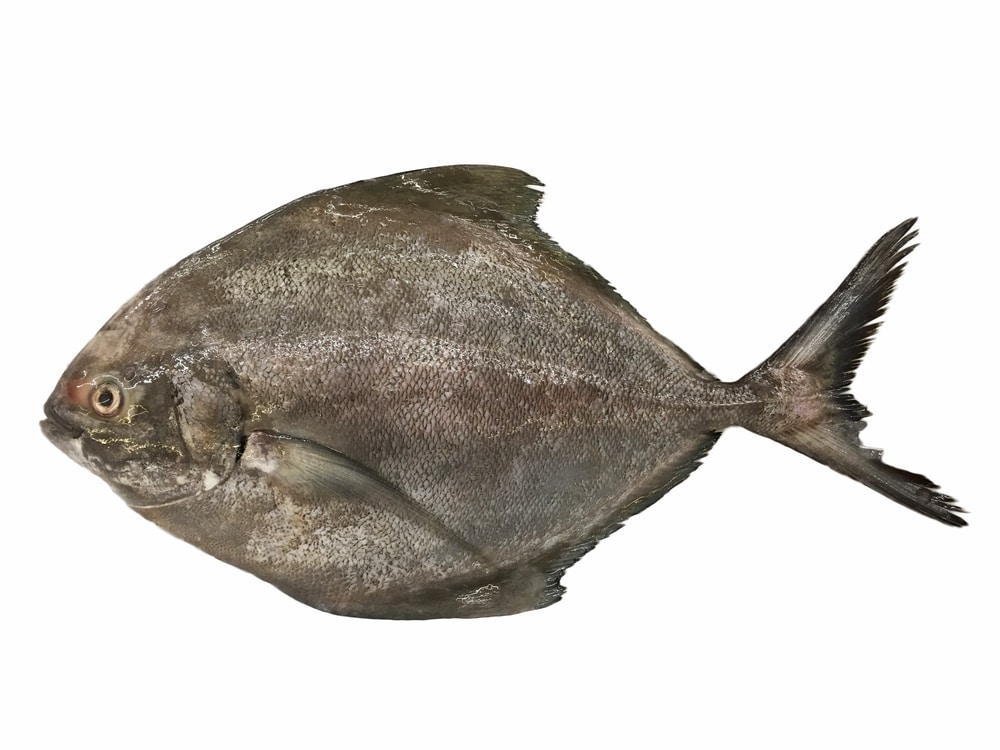 Black-pomfret-fish